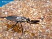 Water scorpion