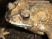 Southeast Asian Toad
