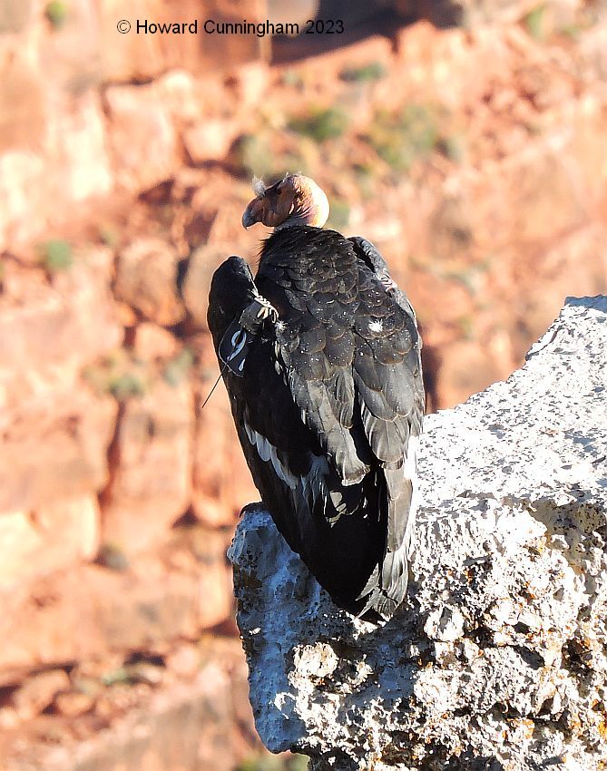 azcondor